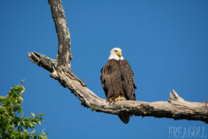 eagle perched